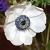 Anemone leveillei Pot 9 cm