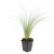 Stipa tenuissima 'Ponytails' Pot 9 cm