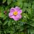 Anemone tom. 'Robustissima' Pot 9 cm