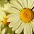 Anthemis hyb. 'Wargrave' Pot 9 cm