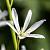Anthericum liliago Pot 9 cm