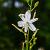 Anthericum ramosum Pot 9 cm