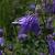 Aquilegia alpina Pot 9 cm