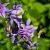 Aquilegia 'Biedermeier' Pot 9 cm