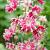 Aquilegia v. 'Rose Barlow' Pot 9 cm