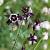 Aquilegia v. 'William Guiness' Pot 9 cm