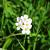 Arabis caucas. 'Snowcap' Pot 9 cm