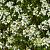Arabis procurrens Pot 9 cm