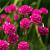 Armeria mar. 'Dusseldorfer Stolz' Pot 9 cm