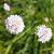 Armeria pseudarm. 'Ballerina White' Pot 9 cm