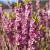 Daphne mezereum 'Rubra' Pot 5 Liter 