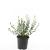Euonymus fort. 'Emerald Gaiety' Pot 1,5 liter