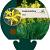 Asphodeline lutea Pot 9 cm