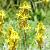 Asphodeline lutea Pot 9 cm