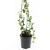 Hedera helix Pot 1,5 liter