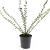 Lonicera pileata Pot 1,5 liter