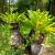 Asplenium scol. 'Cristatum' Pot 9 cm