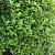 Prunus l. 'Novita' Pot 3 Liter 60 - 80 cm