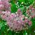 Syringa v. 'Krasavitsa Moskvy' 150 - 175 cm