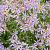 Aster ageratoides 'Adustus Nanus' Pot 9 cm