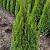 Thuja occ. 'Smaragd' Kluit 100 - 125 cm