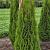 Thuja occ. 'Smaragd' Kluit 125 - 150 cm