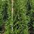 Thuja pl. 'Excelsa' Kluit 150 - 175 cm
