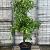 Malus d. 'Elstar' Pot 65 Liter (Stamomtrek 20-25 cm) Oud Fruit