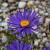 Aster alpinus 'Dunkle Schöne' Pot 9 cm