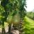 Pyrus c. 'Conference' Pot 130 liter (Stamomtrek 30-35 cm)