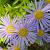 Aster amellus 'Blue King' Pot 9 cm