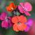 Erysimum 'Constant Cheer' Pot 9 cm