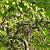 Corylus a. Medusa Pot 5 Liter 