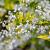 Deutzia gracilis Pot 2 Liter