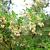 Enkianthus campanulatus Pot 2 Liter