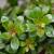 Escallonia 'Red Dream' Pot 3 Liter 
