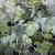 Eucalyptus gunnii Pot 5 Liter 