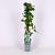Hydrangea petiolaris Pot 2 Liter