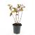 Hypericum andr. 'Albury Purple' Pot 1,5 liter