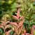 Nandina domestica Obsessed Pot 2 Liter