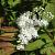 Sorbaria sorbif. 'Sem' Pot 3 Liter 