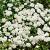 Spiraea nipp. 'Snowmound' Pot 3 Liter 