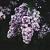 Syringa Dark Purple Pot 10 liter Laagstam
