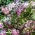 Weigela 'Nana Variegata' Pot 3 Liter 