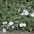 Convolvulus cneorum Pot 2 Liter