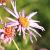 Aster macrophyllus Pot 9 cm