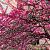 Cercis chinensis 'Avondale' Pot 5 Liter 