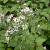 Aster macrophyllus 'Albus' Pot 9 cm
