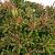 Pieris jap. 'Sarabande' Pot 20 Liter