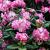 Rhododendron 'Roseum Elegans' Pot 4 Liter 